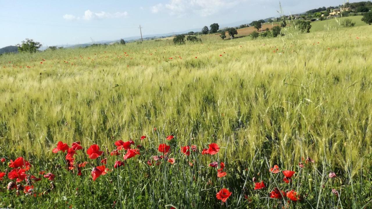 Agriturismo cavallin del papa Capalbio Esterno foto