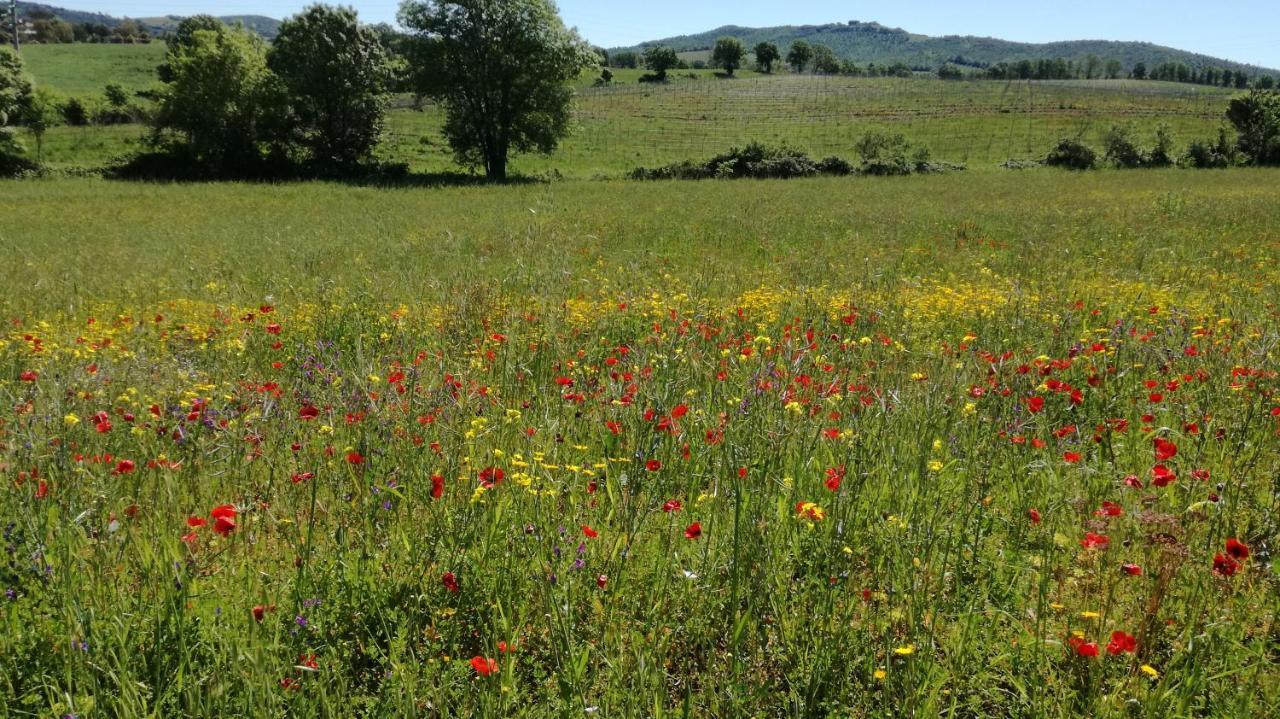 Agriturismo cavallin del papa Capalbio Esterno foto